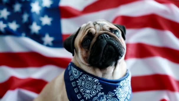 O pug jovem com bandeira americana — Vídeo de Stock