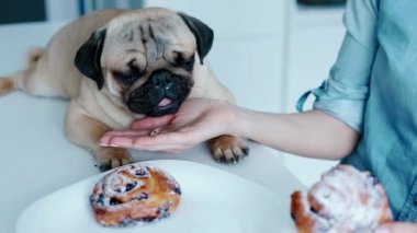 Köpek bir topuz ile alay sahibi