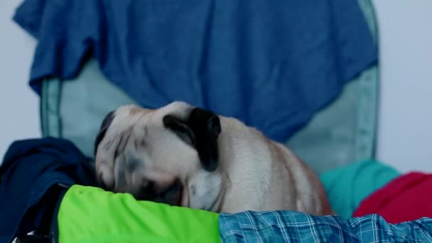 Cão pronto para viajar. Pug na mala de viagem . — Vídeo de Stock