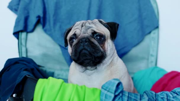 Perro listo para viajar. Pug en la maleta . — Vídeo de stock