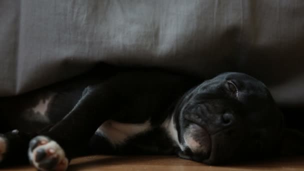 Śpiący szczeniak angielskiej Staffordshire Bull Terrier — Wideo stockowe