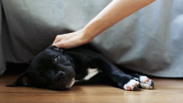 İngiliz Staffordshire Boğa Teriyeri 'nin uyuyan köpeği — Stok video