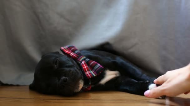 İngiliz Staffordshire Boğa Teriyeri 'nin uyuyan köpeği — Stok video