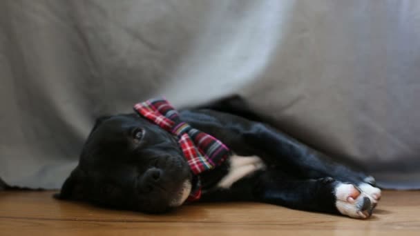 Sleeping puppy of Spanish Staffordshire Bull Terrier — Vídeos de Stock