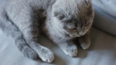 Lop-eared grey british kitten laying on the sofa