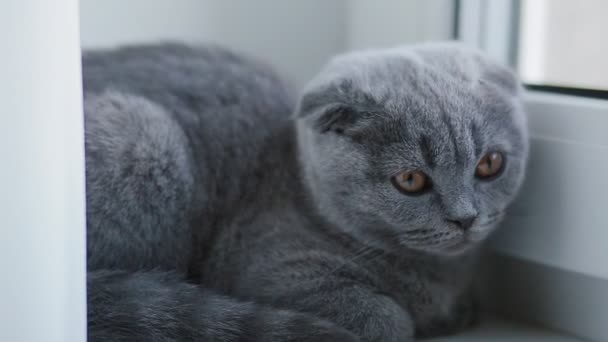Kırık kulaklı İngiliz kedicik pencere eşiğinde yatıyor. — Stok video
