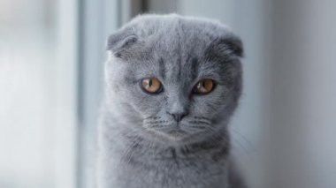 Close-up portrait of lop-eared british kitten
