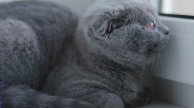 Kırık kulaklı İngiliz kedicik pencere eşiğinde yatıyor.