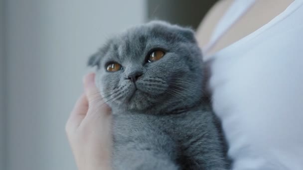 Woman pet her lop-eared british grey kitten who sitting in her arms — Stock Video