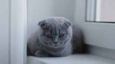 Kırık kulaklı İngiliz kedicik pencere eşiğinde yatıyor.