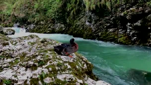 Drake czyszczenia piór w pobliżu rzeki górskiej — Wideo stockowe