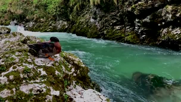Drake pulizia piume vicino al fiume di montagna — Video Stock