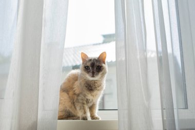 Pencerenin kenarında oturan gri kedi. Evdeki sevimli hayvan..