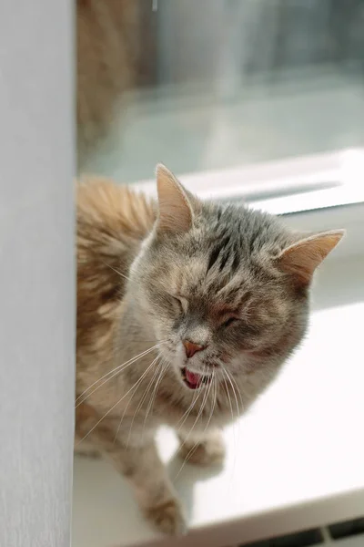 Funny Cat Yawning Sitting Windowill Domestic Cute Life — Stock Photo, Image