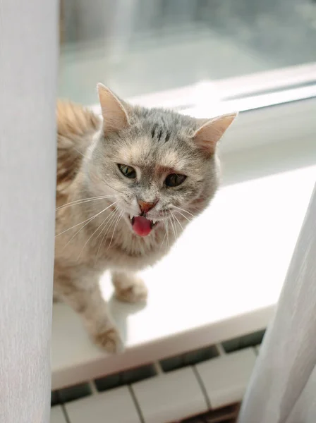 Pencerenin önünde esneyen komik kedi. Evcil şirin hayat..