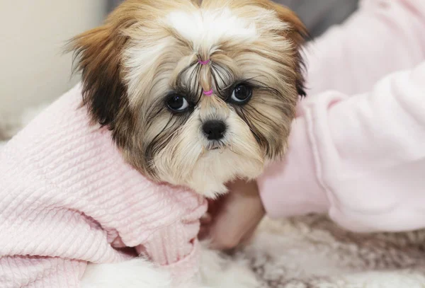 Güzel shih tzu yavrusu pembe elbiseler içinde gücenmiş görünüyor.