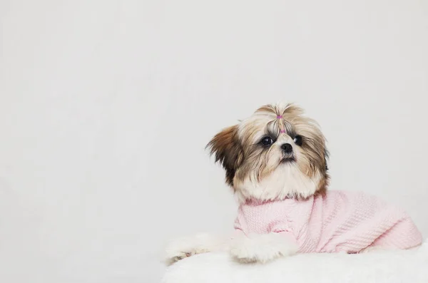 Güzel shih tzu kuçu yatar, pembe ve güzel bir saç stili giyerek