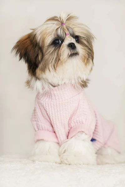 Bonito shih tzu cachorrinho bonito sentado, vestido de rosa e bonito corte de cabelo — Fotografia de Stock