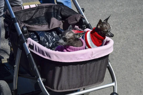 Two small dogs dressed in colorful overalls. A walk in the stroller. Close-up.