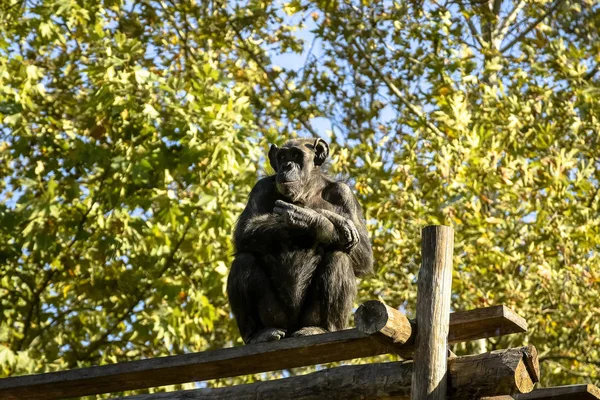 Chimpanzee monkey folded his arms over his chest and looks into the distance.