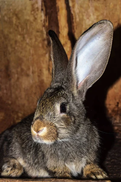 Gray rabbit with big ears sits and looks at the camera. The shadow of the animal is visible on the brown wall. Rabbit breeding. Close-up. Selective focus. Copy space.