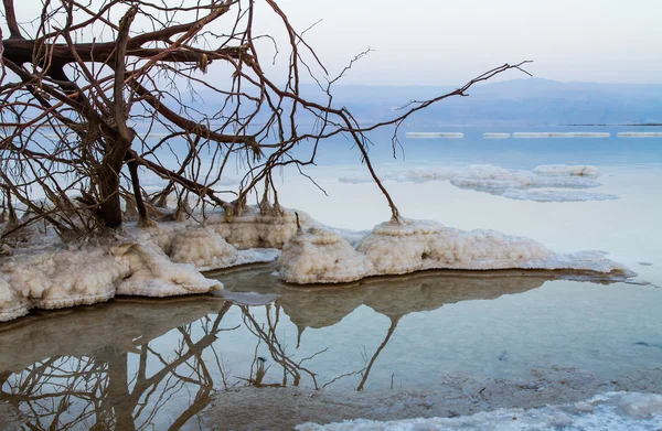 Pantai yang indah dari Laut Mati  . — Stok Foto