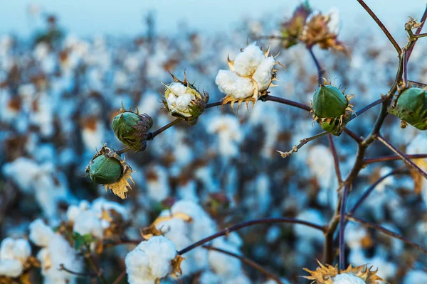 Cotton on the plant ready to be harvested . — Stock Photo, Image