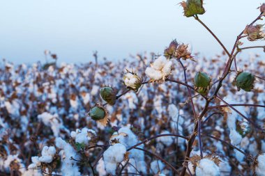 Hasat edilebilir hazır bitki pamuk .