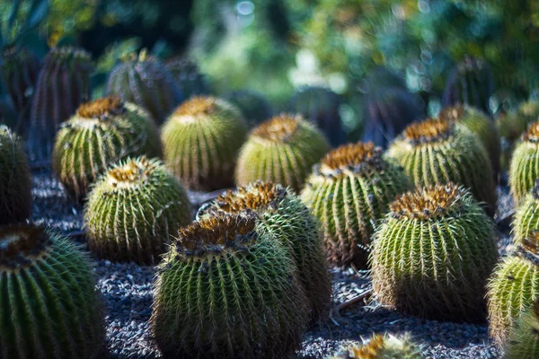 Cactus dans le désert  . — Photo