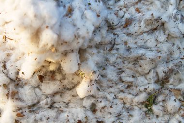 Pamuk Hasat alanından .