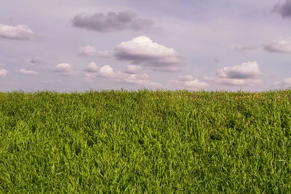 Groen grasveld en heldere blauwe lucht. — Stockfoto