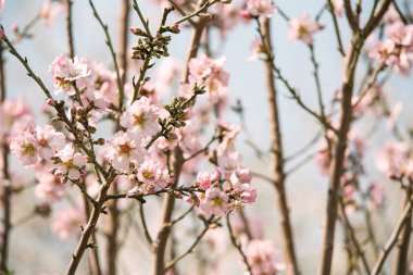 badem çiçeği bahar, ağaçlar