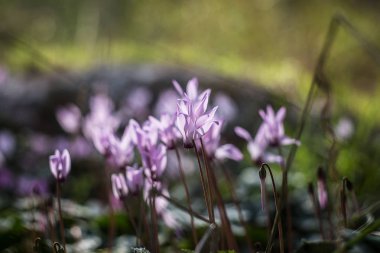 Ormandaki yabani Siklamen hederifolium .