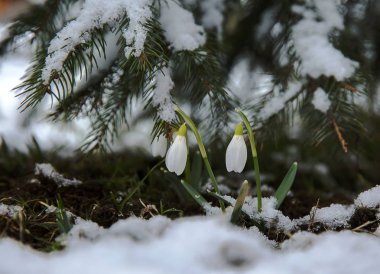 İlk kardelen kar altında .