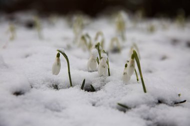 İlk kardelen kar altında .