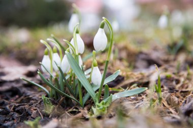 İlk kardelen kar altında .