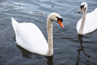 Suda beyaz kuğular.
