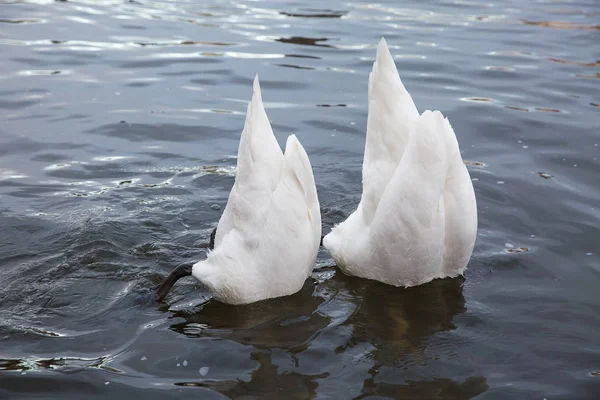 Two swans feed Royalty Free Stock Photos