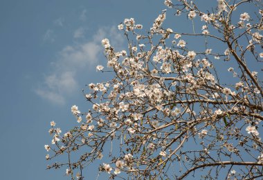 badem çiçeği bahar, ağaçlar