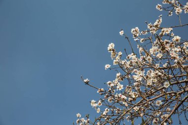 badem çiçeği bahar, ağaçlar