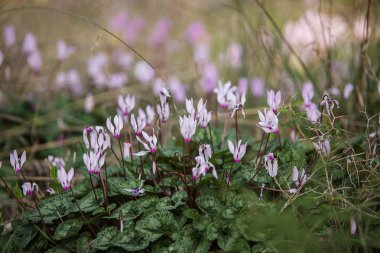 Ormandaki yabani Siklamen hederifolium .