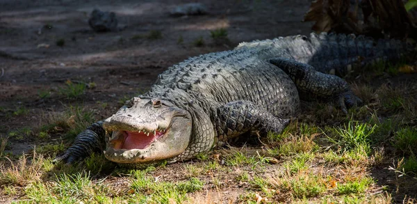 Crocodile in Hamat Gader, Israel . — Stockfoto