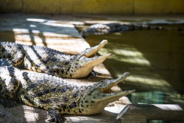 Crocodile in Hamat Gader, Israel .