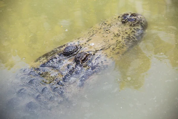 Crocodile in Hamat Gader, Israel . — Stockfoto