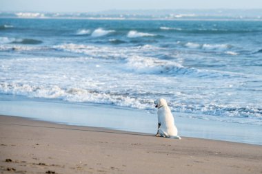 Yaz plaj zevk köpek