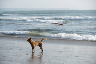Yaz plaj zevk köpek