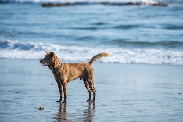 Dog enjoying the summer beach — Stock Photo, Image