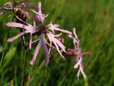 Nesli tükenmekte olan doğa! Nadir yabani çayır ve bozkır çiçekleri: Ragged-Robin, Silene flos-cuculi 