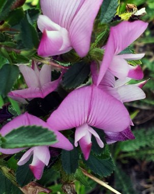 Harrow Field çiçeğini dinlendir. Yutulabilir bitkiler vahşi doğada toplanır. Dikenli resthok; ononis spinosa