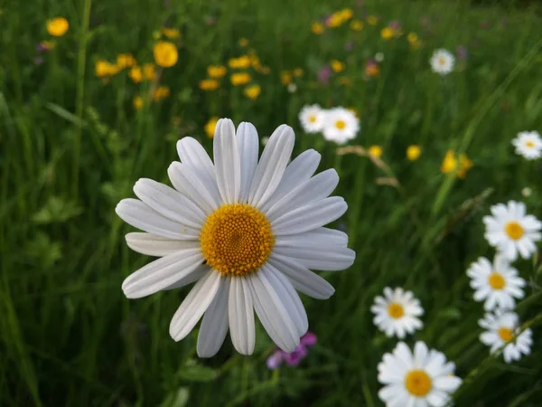 Collection edible plants.  Marguerite Blossoms on green field. Healing power on my set meal. ox-eye — Stock Photo, Image